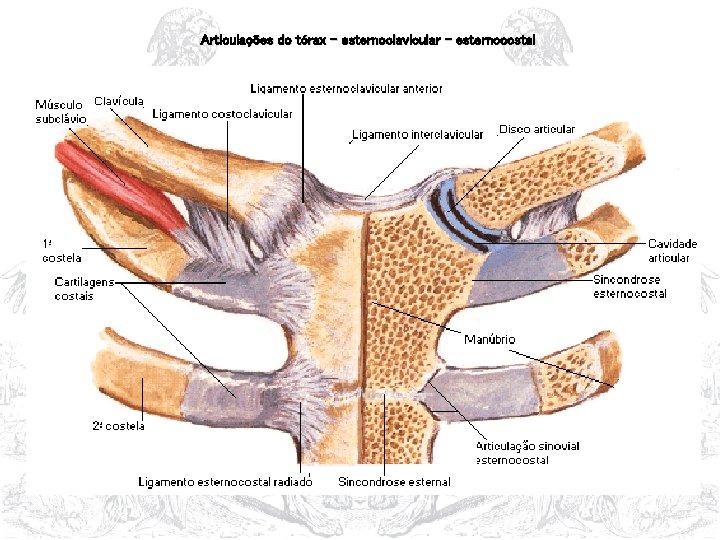 Articulações do tórax – esternoclavicular - esternocostal 