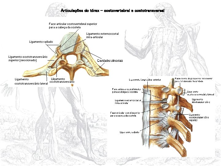 Articulações do tórax – costovertebral e costotransversal 