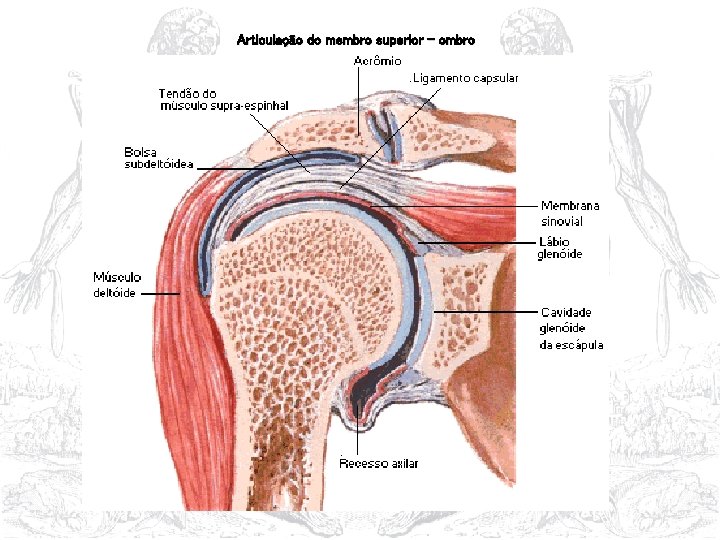 Articulação do membro superior - ombro 