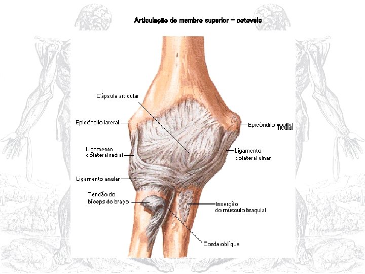 Articulação do membro superior - cotovelo 