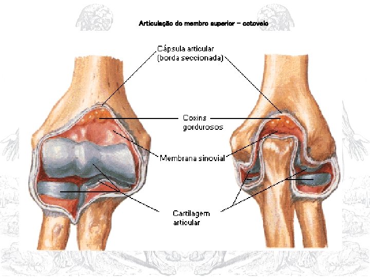 Articulação do membro superior - cotovelo 