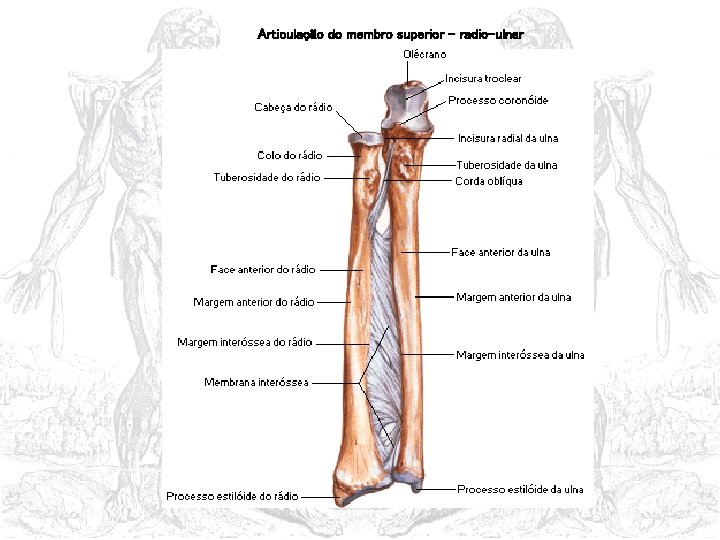 Articulação do membro superior – radio-ulnar 