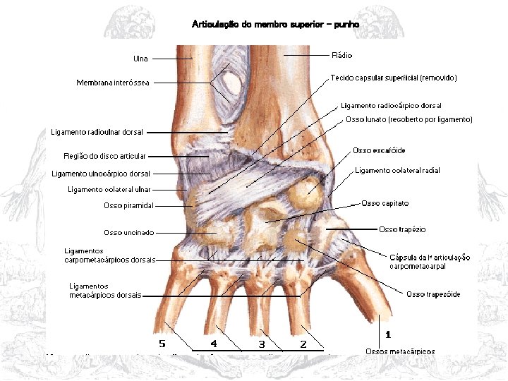Articulação do membro superior - punho 