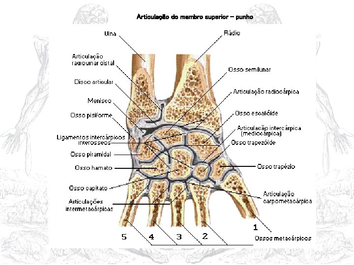 Articulação do membro superior - punho 