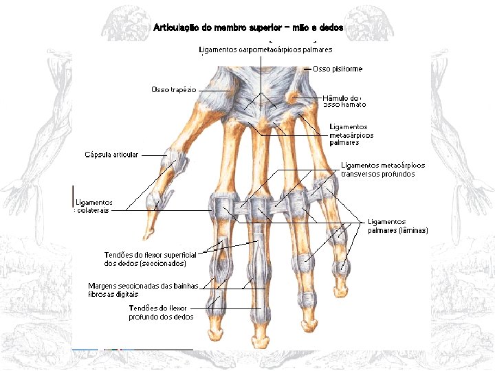 Articulação do membro superior – mão e dedos 