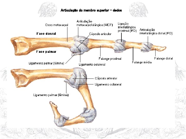 Articulação do membro superior – dedos 