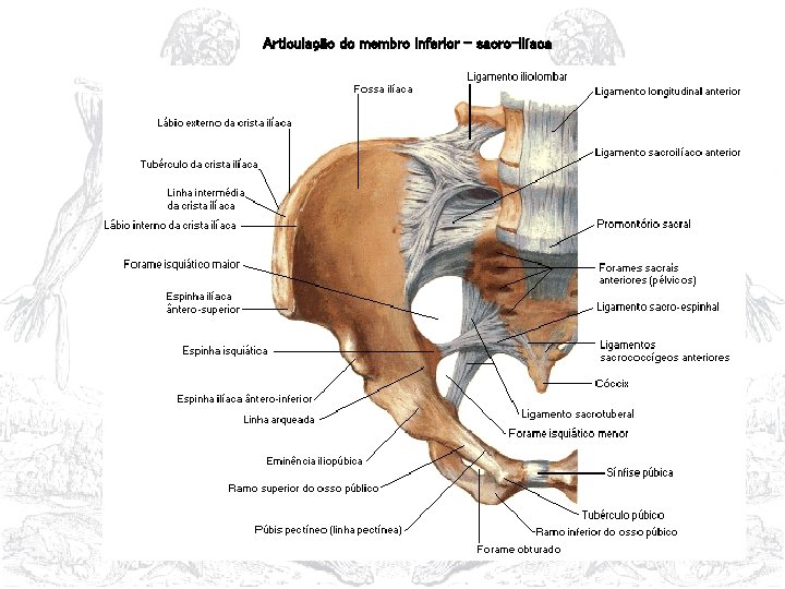 Articulação do membro inferior - sacro-ilíaca 