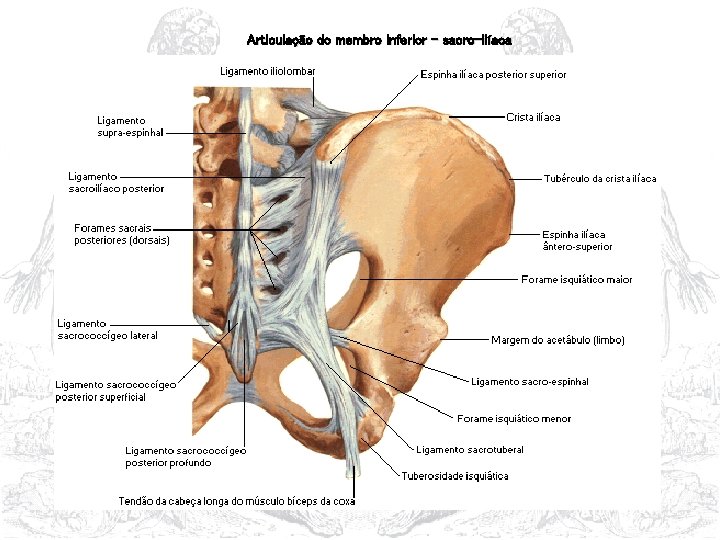 Articulação do membro inferior - sacro-ilíaca 