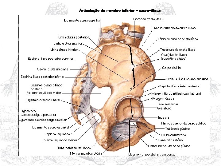 Articulação do membro inferior - sacro-ilíaca 