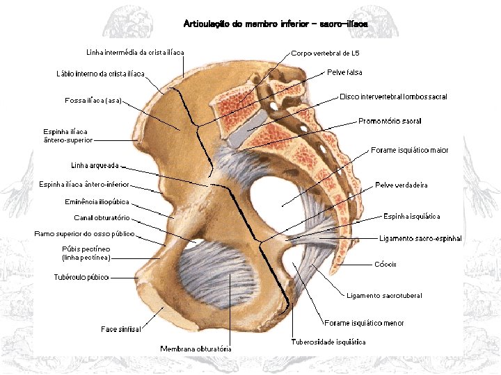 Articulação do membro inferior - sacro-ilíaca 