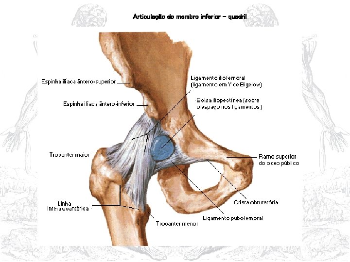 Articulação do membro inferior - quadril 