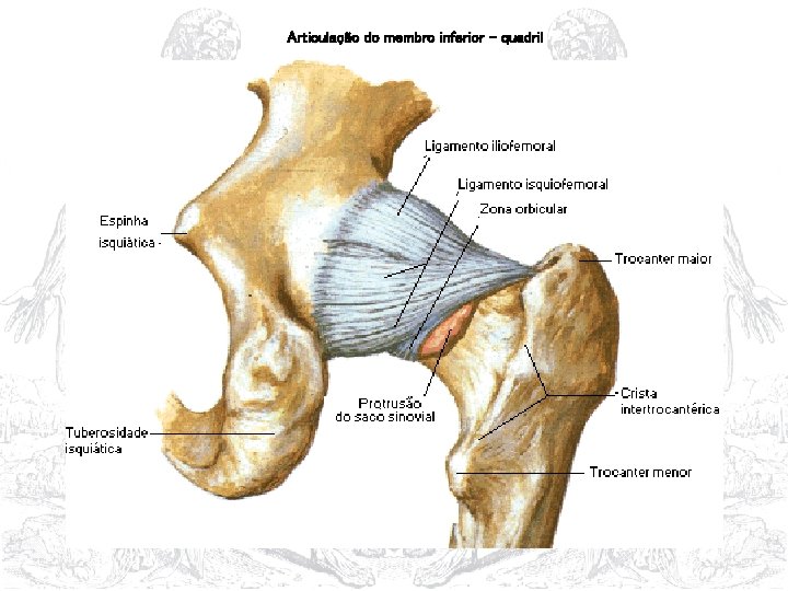 Articulação do membro inferior - quadril 