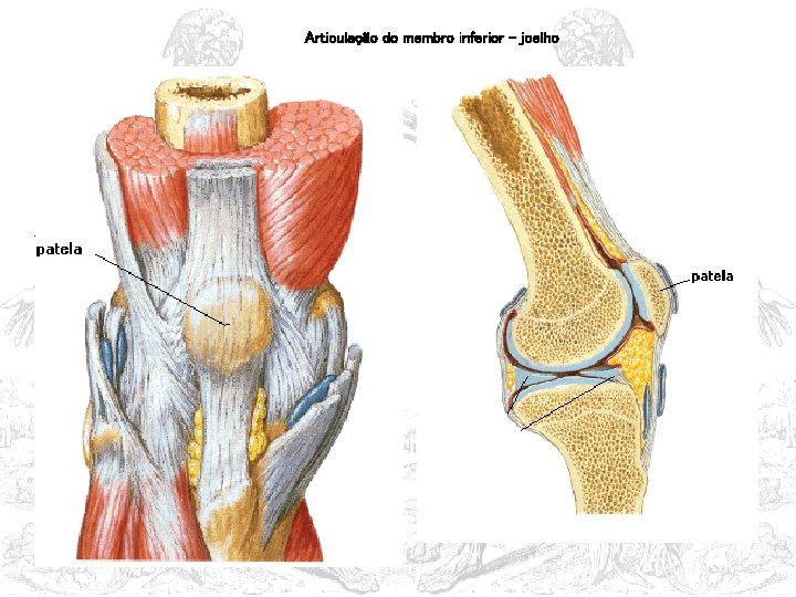 Articulação do membro inferior - joelho 