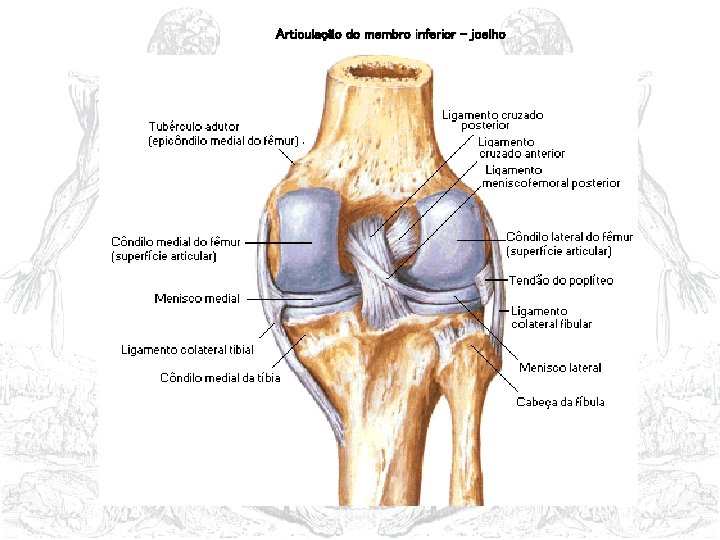 Articulação do membro inferior - joelho 