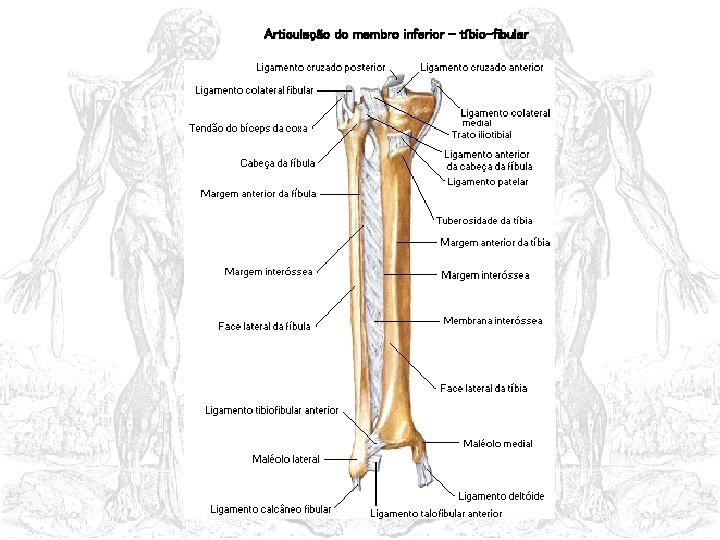 Articulação do membro inferior – tíbio-fibular 