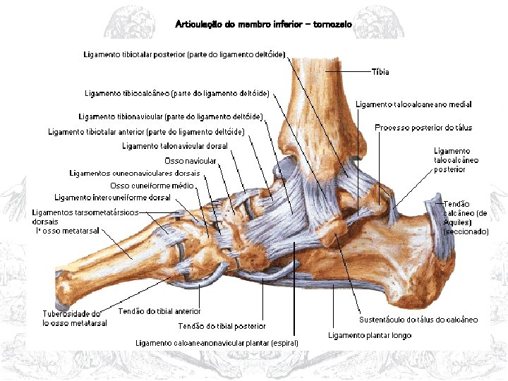 Articulação do membro inferior - tornozelo 