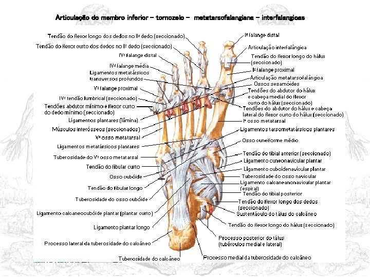 Articulação do membro inferior – tornozelo - metatarsofalangiana - interfalangicas 