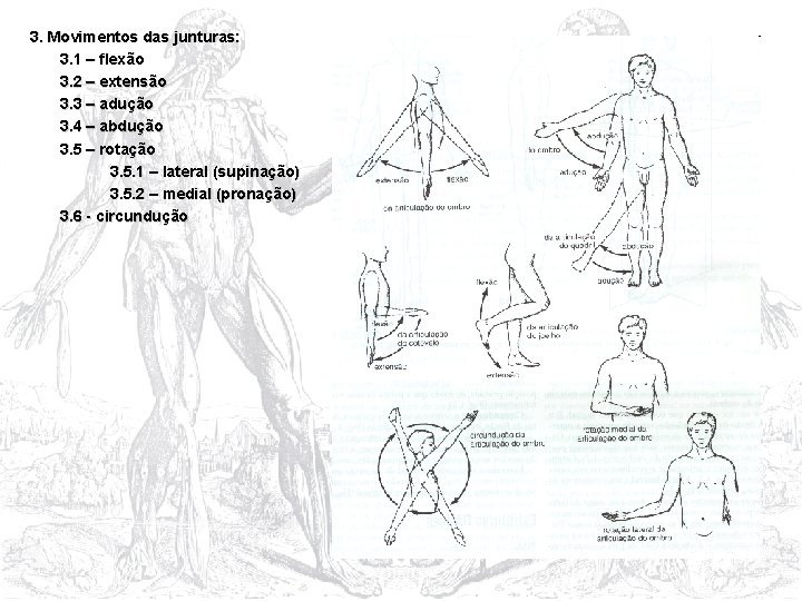 3. Movimentos das junturas: 3. 1 – flexão 3. 2 – extensão 3. 3