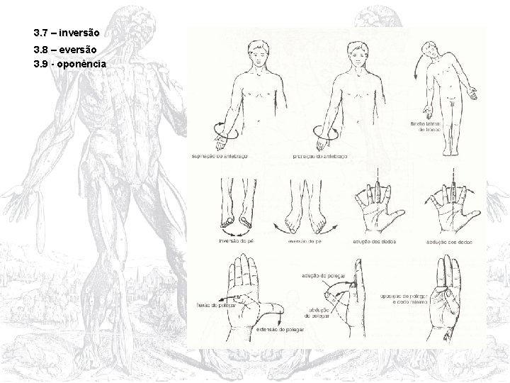 3. 7 – inversão 3. 8 – eversão 3. 9 - oponência 