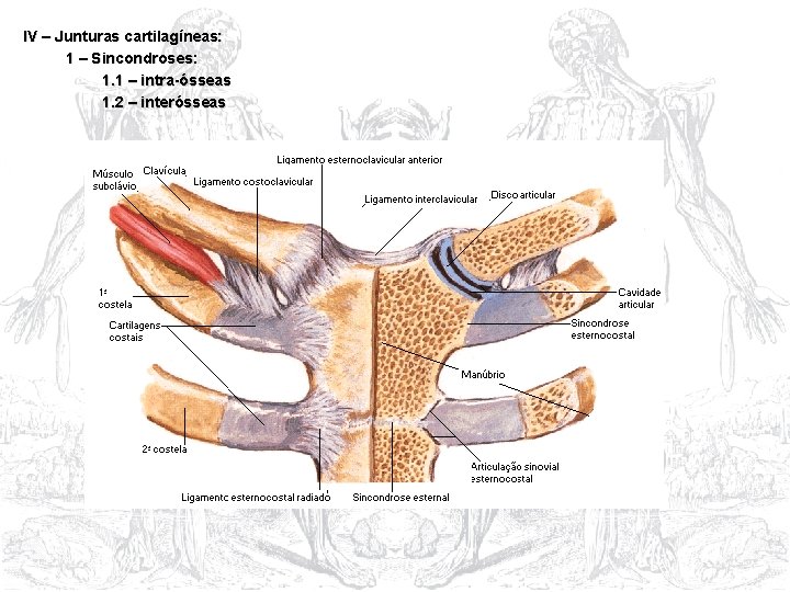 IV – Junturas cartilagíneas: 1 – Sincondroses: 1. 1 – intra-ósseas 1. 2 –