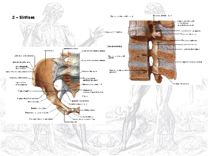 2 – Sínfises 