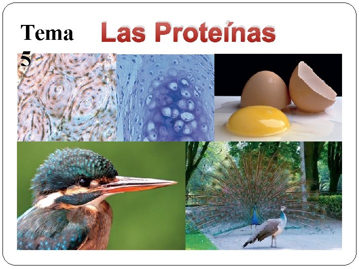 Tema 5 Las Proteínas 