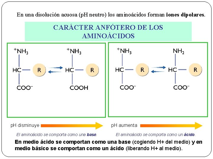 En una disolución acuosa (p. H neutro) los aminoácidos forman iones dipolares. CARÁCTER ANFÓTERO