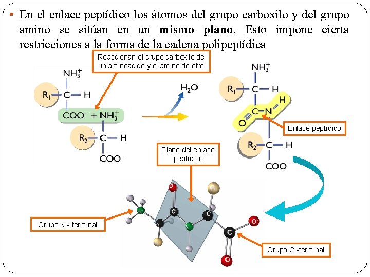 § En el enlace peptídico los átomos del grupo carboxilo y del grupo amino