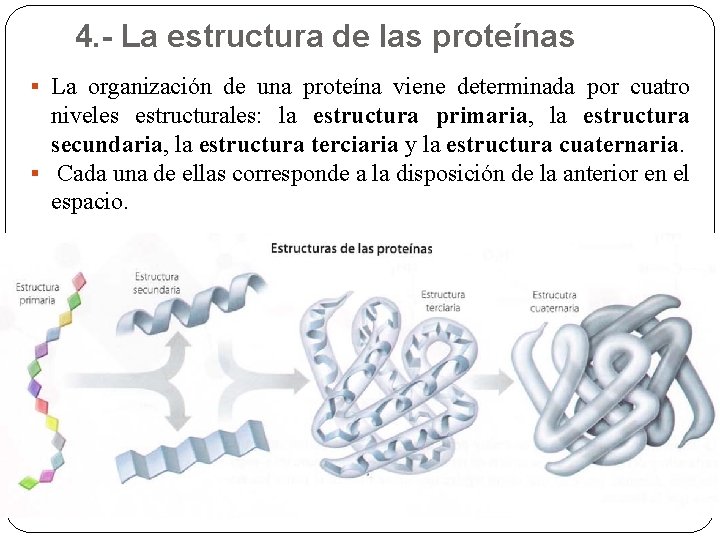 4. - La estructura de las proteínas § La organización de una proteína viene