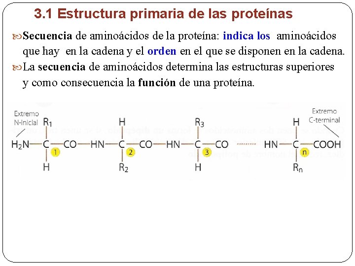 3. 1 Estructura primaria de las proteínas Secuencia de aminoácidos de la proteína: indica