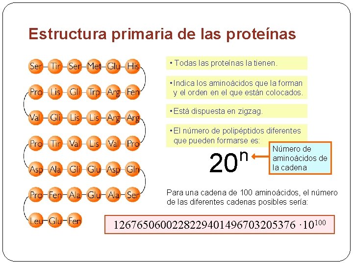 Estructura primaria de las proteínas • Todas las proteínas la tienen. • Indica los