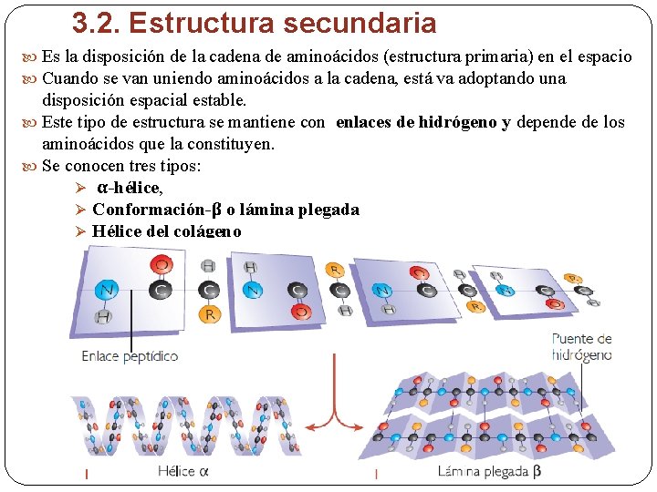 3. 2. Estructura secundaria Es la disposición de la cadena de aminoácidos (estructura primaria)