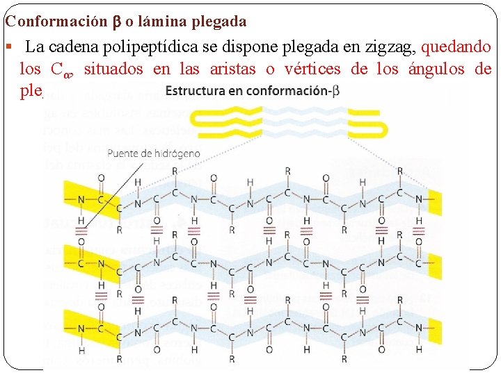 Conformación o lámina plegada § La cadena polipeptídica se dispone plegada en zigzag, quedando