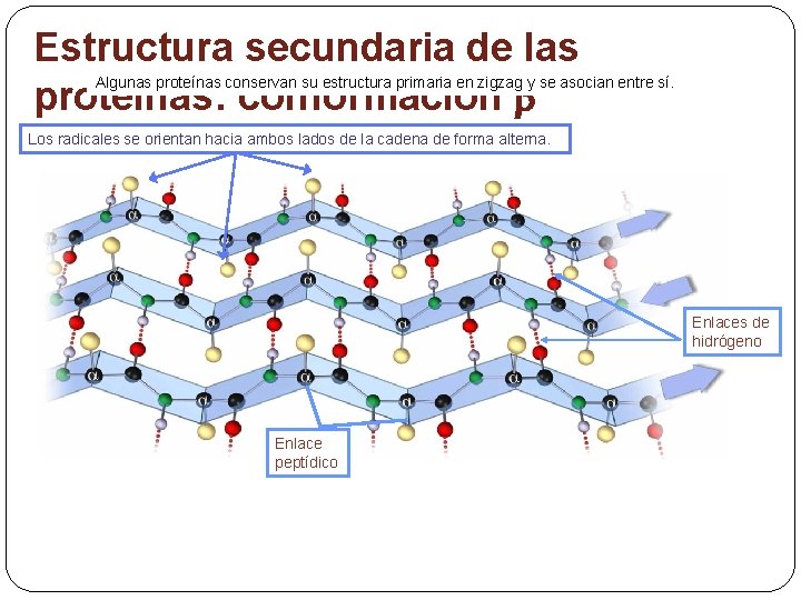 Estructura secundaria de las proteínas: conformación Algunas proteínas conservan su estructura primaria en zigzag