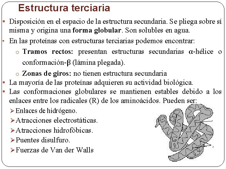 Estructura terciaria § Disposición en el espacio de la estructura secundaria. Se pliega sobre