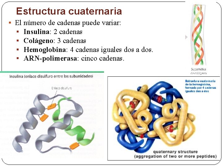 Estructura cuaternaria § El número de cadenas puede variar: § Insulina: 2 cadenas §