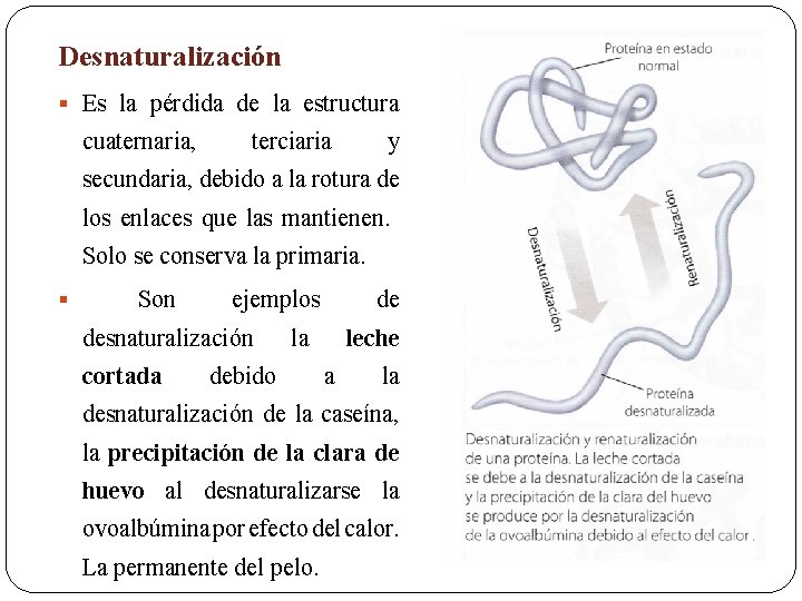 Desnaturalización § Es la pérdida de la estructura cuaternaria, terciaria y secundaria, debido a