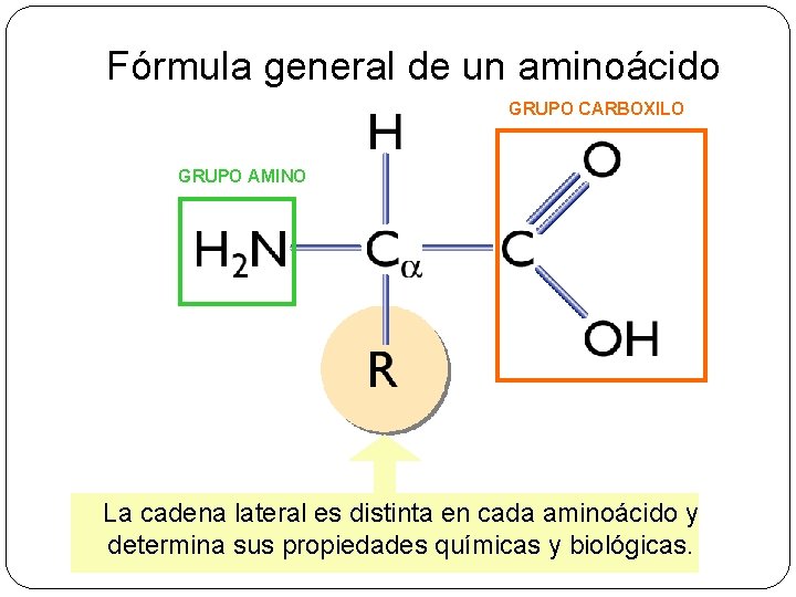 Fórmula general de un aminoácido GRUPO CARBOXILO GRUPO AMINO La cadena lateral es distinta