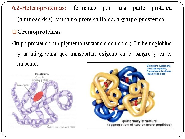 6. 2 -Heteroproteínas: formadas por una parte proteica (aminoácidos), y una no proteica llamada