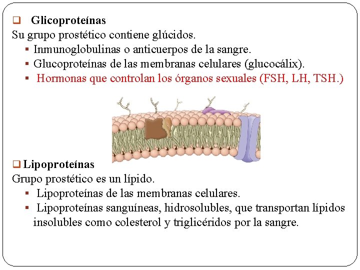 q Glicoproteínas Su grupo prostético contiene glúcidos. § Inmunoglobulinas o anticuerpos de la sangre.