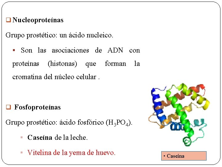 q Nucleoproteínas Grupo prostético: un ácido nucleico. § Son las asociaciones de ADN con