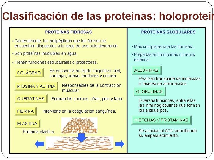 Clasificación de las proteínas: holoproteín PROTEÍNAS FIBROSAS • Generalmente, los polipéptidos que las forman