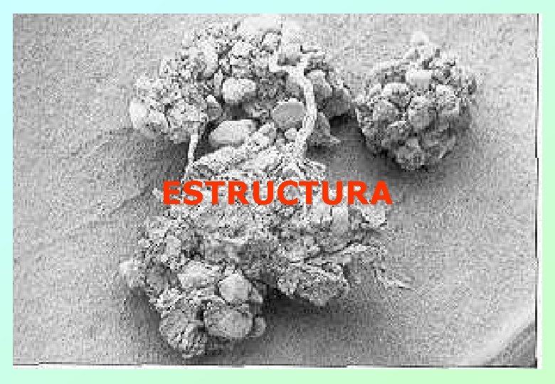 ESTRUCTURA 