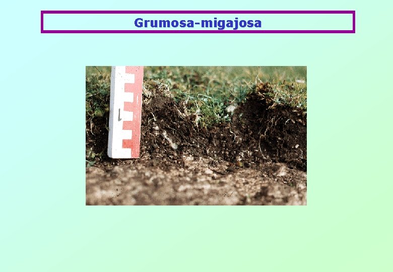 Grumosa-migajosa 