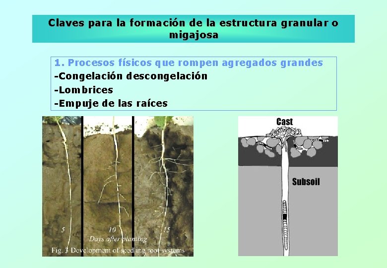 Claves para la formación de la estructura granular o migajosa 1. Procesos físicos que