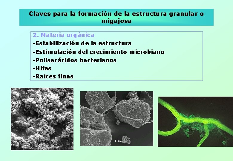 Claves para la formación de la estructura granular o migajosa 2. Materia orgánica -Estabilización