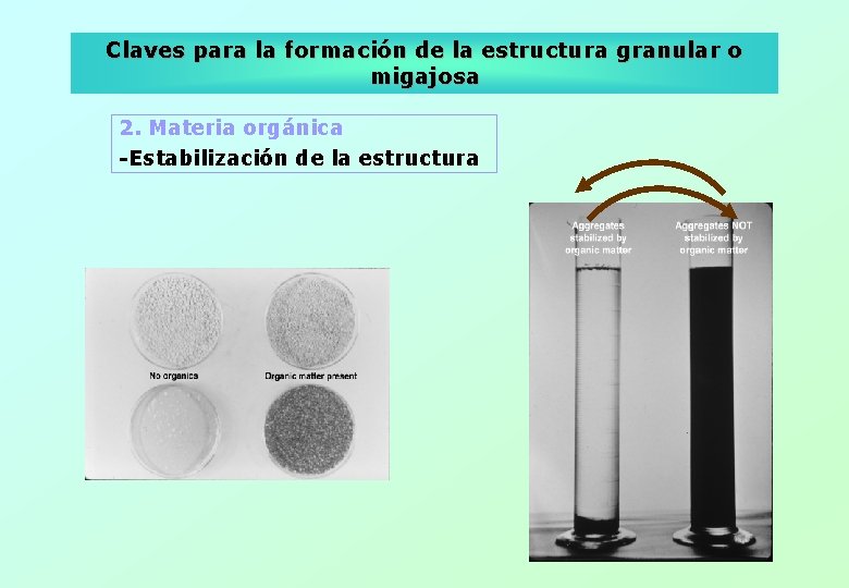 Claves para la formación de la estructura granular o migajosa 2. Materia orgánica -Estabilización