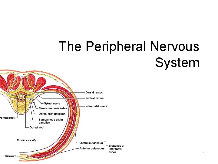 The Peripheral Nervous System 1 