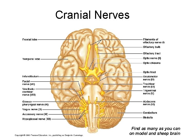 Cranial Nerves Find as many as you 12 can on model and sheep brain