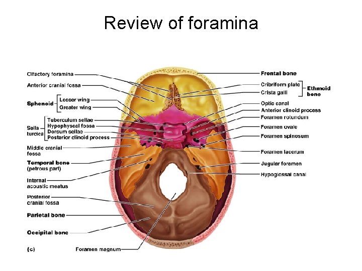 Review of foramina 13 